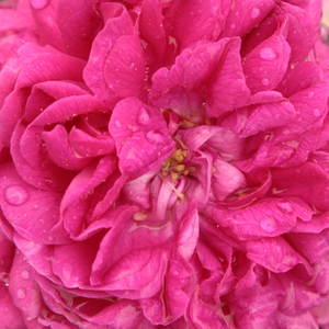 Szkółka róż - róża portlandzka - fioletowy  - Rosa  Rose de Resht - róża z intensywnym zapachem - - - Rose de Resht zasłużenie jest jedną z najbardziej popularnych róż historycznych! Wyjątkowo elegancko wygląda widok kwiatów Rose de Resht pływających na powierzchni wody! Ze względu na to, że bardzo dobrze znosi zimy, wyjątkowo nadaje się do szczepienia na